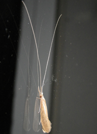 long-horned caddisfly
